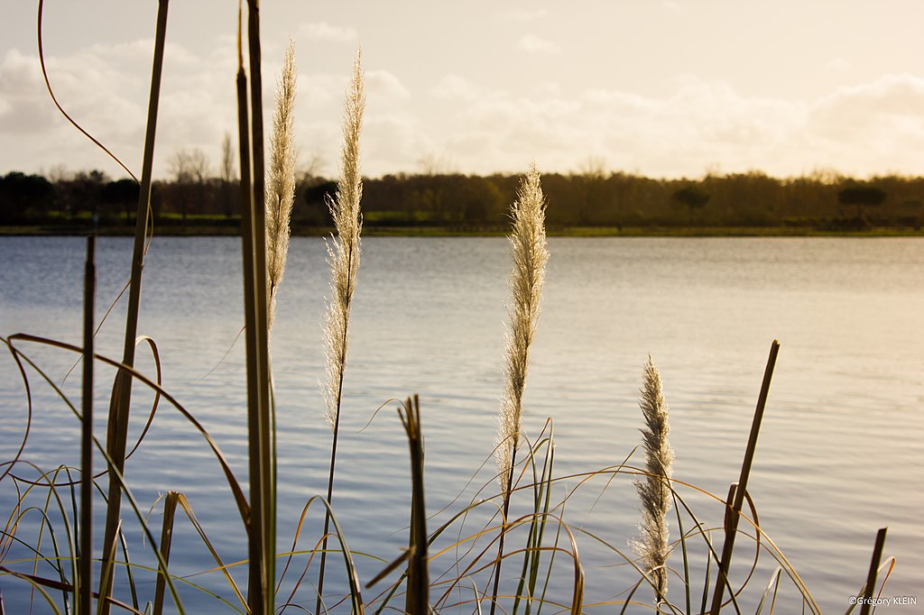 Monte escalier Tournefeuille